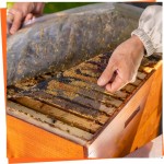 Hive Insulation